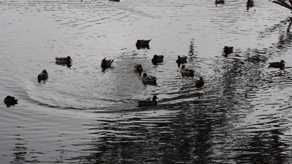 A group of ducks swimming in a lake

Description automatically generated