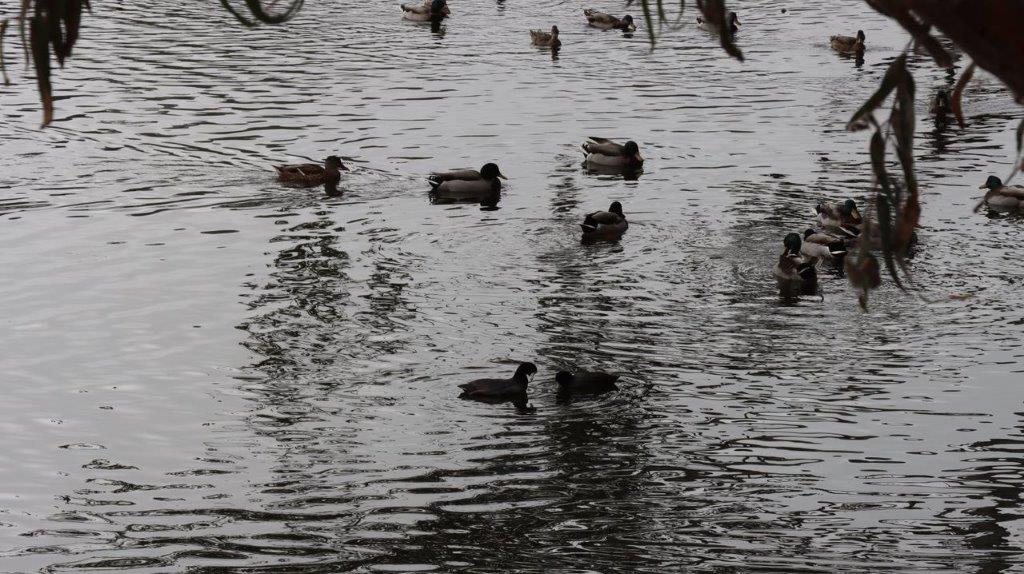 A group of ducks swimming in a lake

Description automatically generated