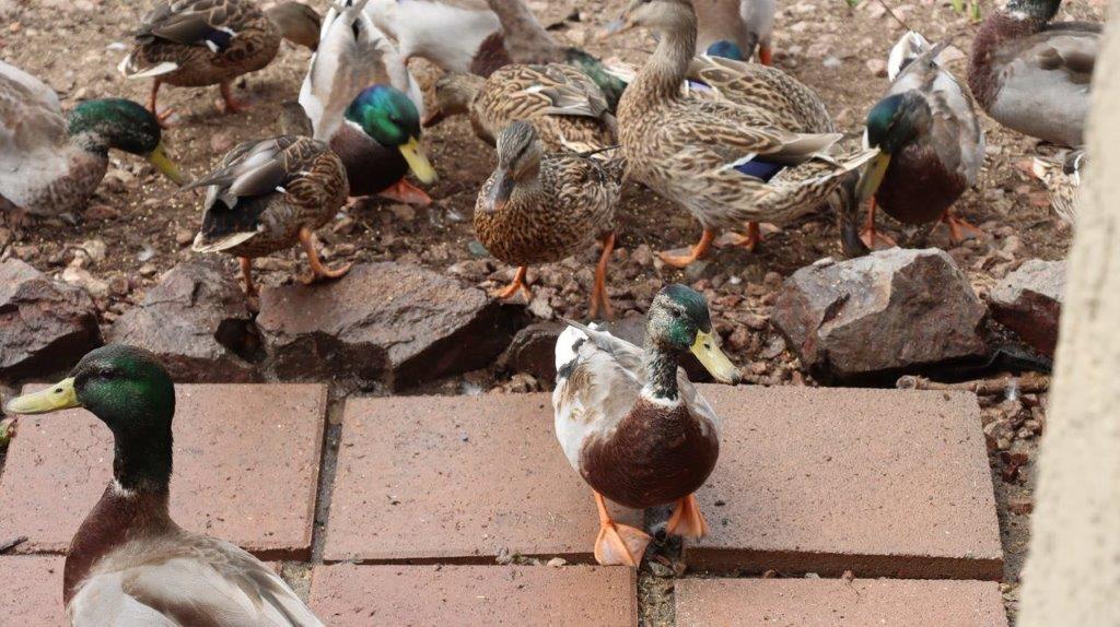 A group of ducks walking on a brick path

Description automatically generated