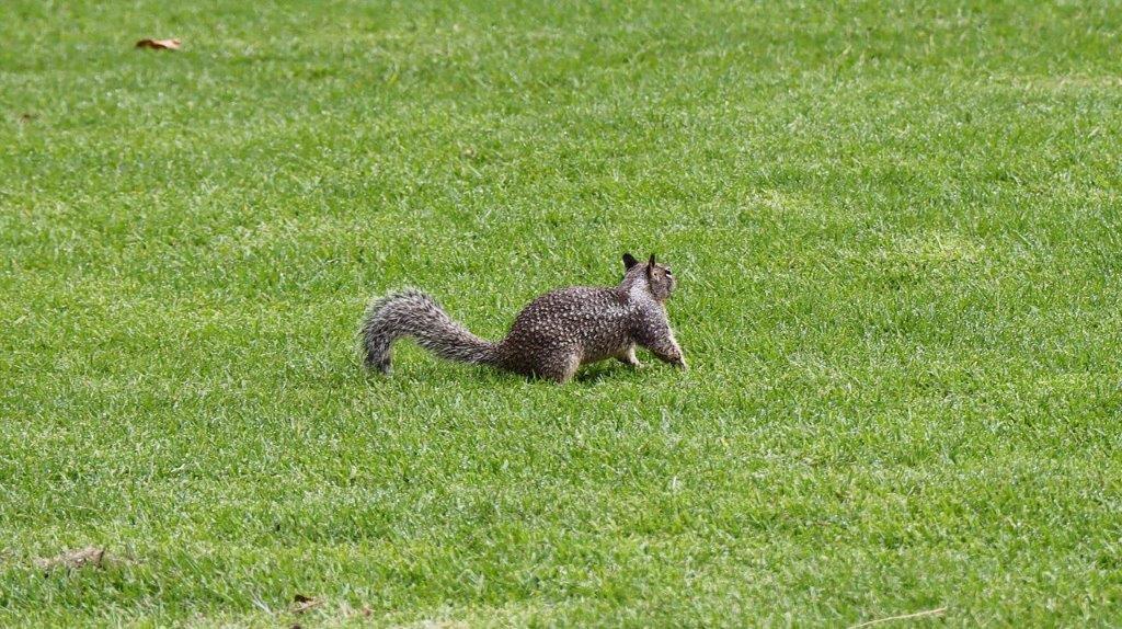 A squirrel in the grass

Description automatically generated