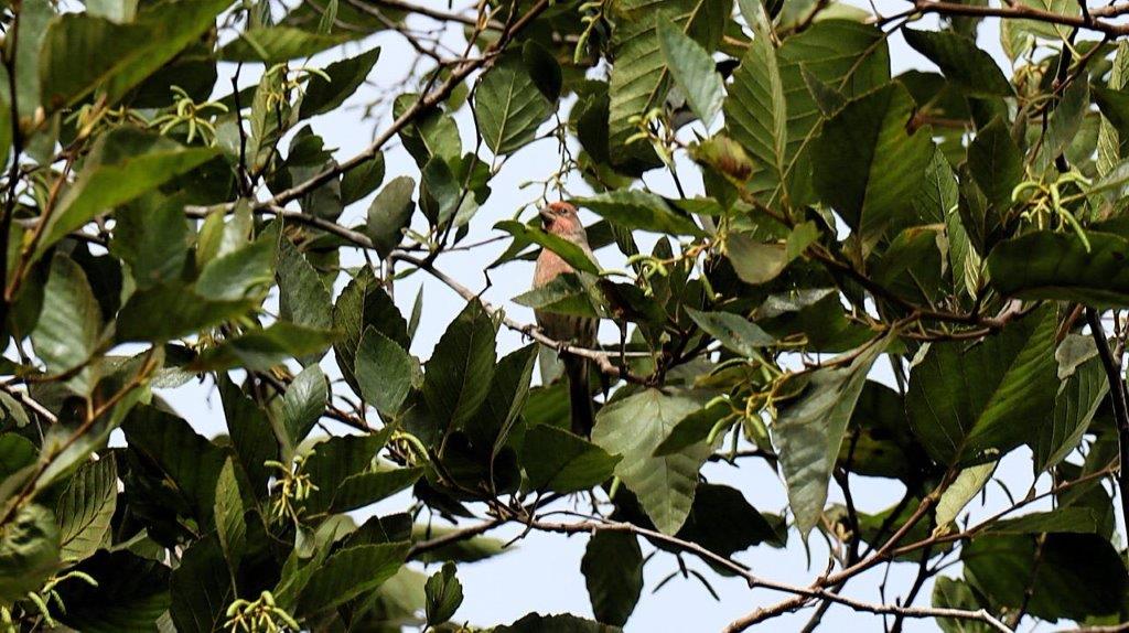 A bird sitting on a tree branch

Description automatically generated