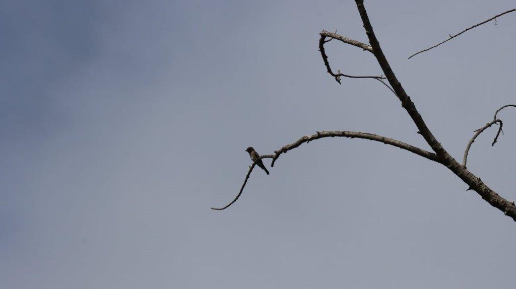 A bird on a branch

Description automatically generated