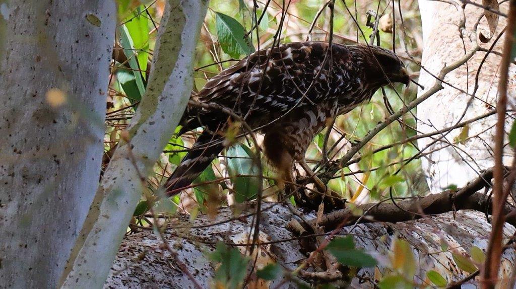 A bird in a tree

Description automatically generated