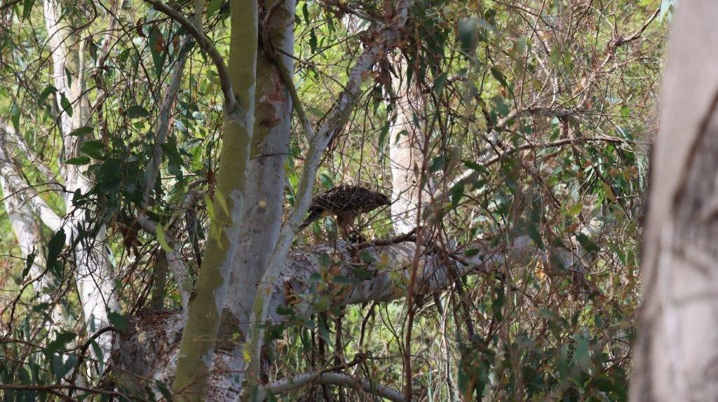 A bird in a tree

Description automatically generated