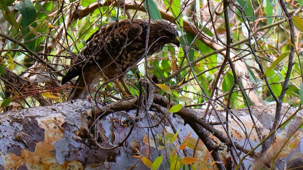 A bird standing on a tree branch

Description automatically generated