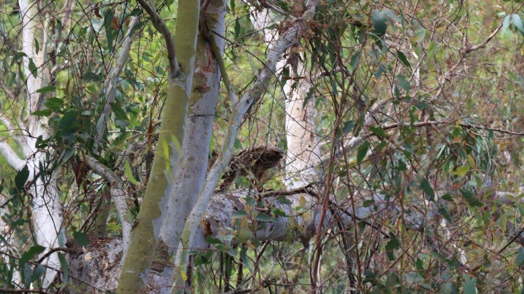 A bird standing on a tree branch

Description automatically generated