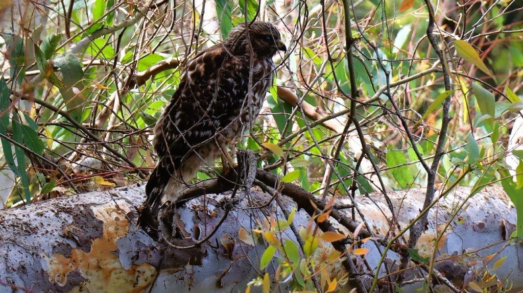 A bird sitting on a branch

Description automatically generated