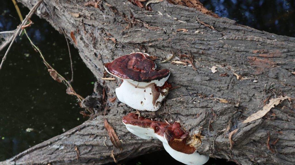 A close-up of mushrooms on a log

Description automatically generated