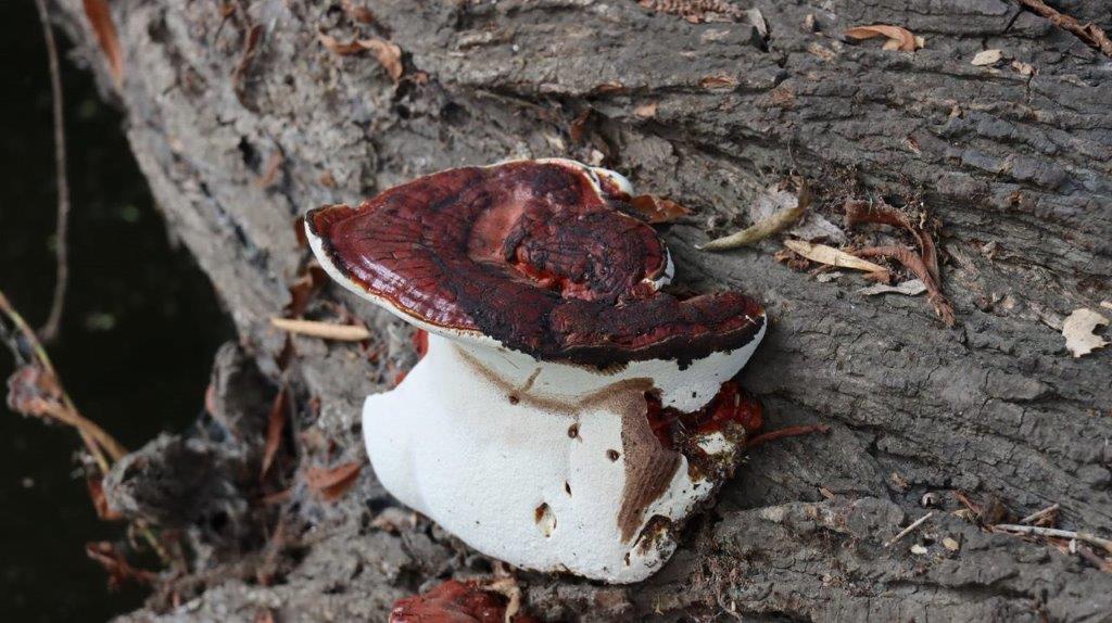 A mushroom on the ground

Description automatically generated