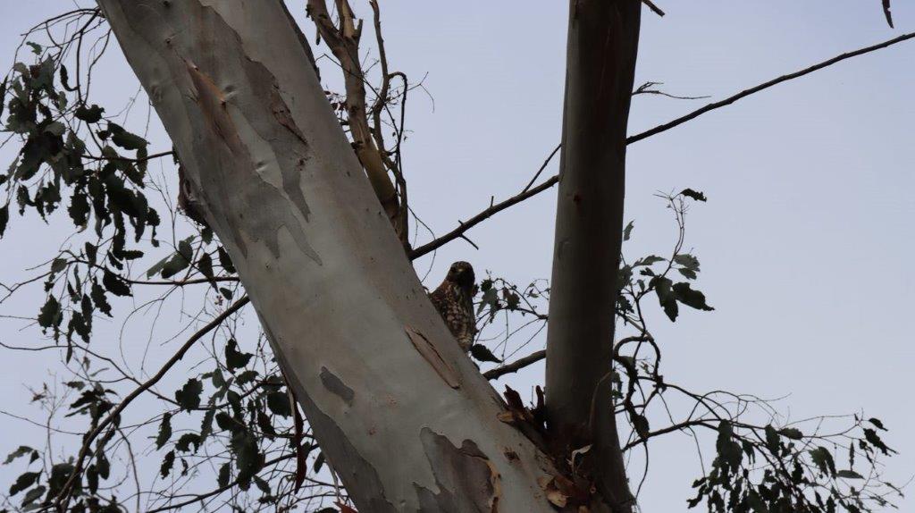 A bird sitting on a tree branch

Description automatically generated