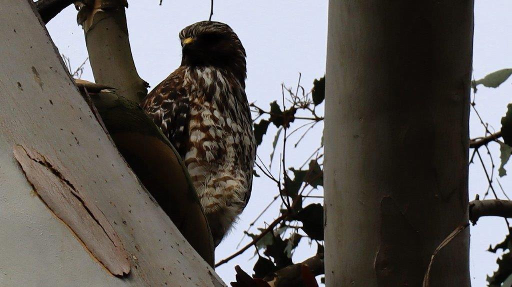 A bird sitting in a tree

Description automatically generated