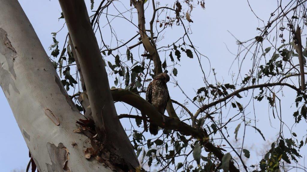 A bird sitting on a tree branch

Description automatically generated