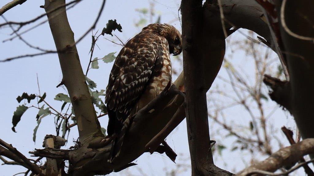 A bird sitting on a tree branch

Description automatically generated