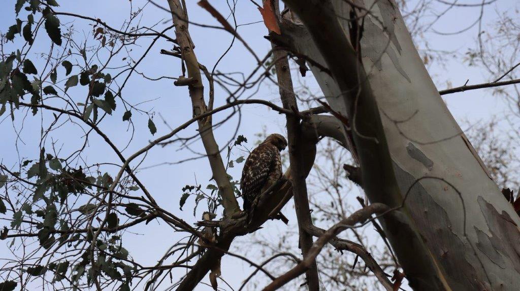 A bird sitting on a tree branch

Description automatically generated