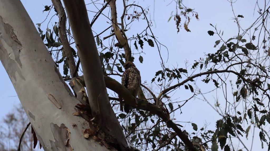 A bird on a tree branch

Description automatically generated