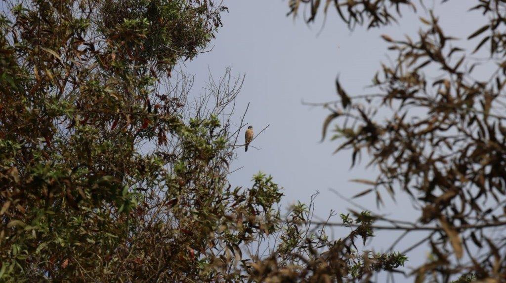 A bird sitting on a tree branch

Description automatically generated