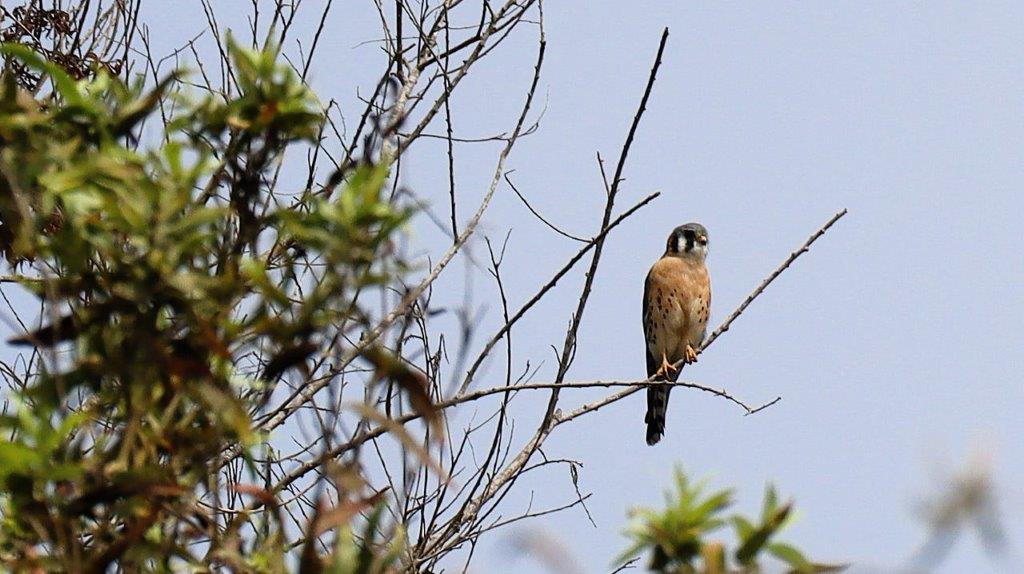 A bird sitting on a branch

Description automatically generated