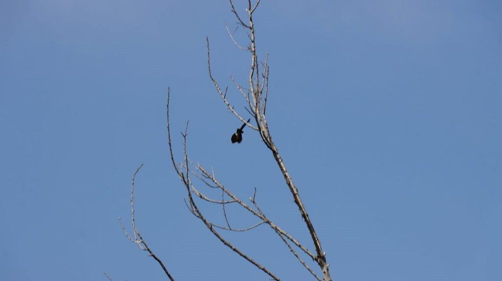 A bird on a tree branch

Description automatically generated