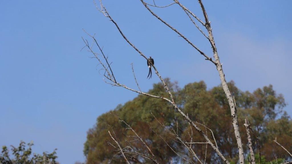 A bird on a branch

Description automatically generated