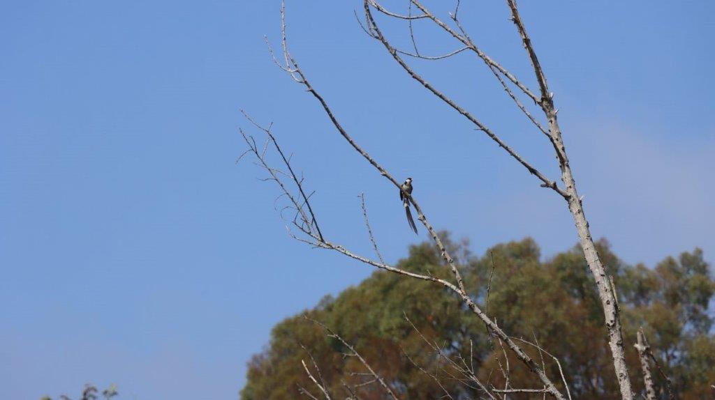 A bird perched on a branch

Description automatically generated