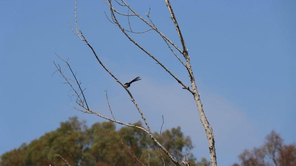 A bird perched on a branch

Description automatically generated