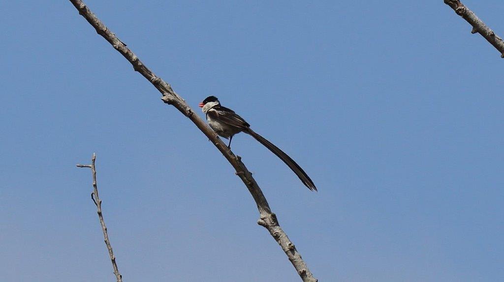 A bird on a branch

Description automatically generated