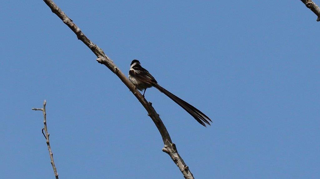 A bird on a branch

Description automatically generated