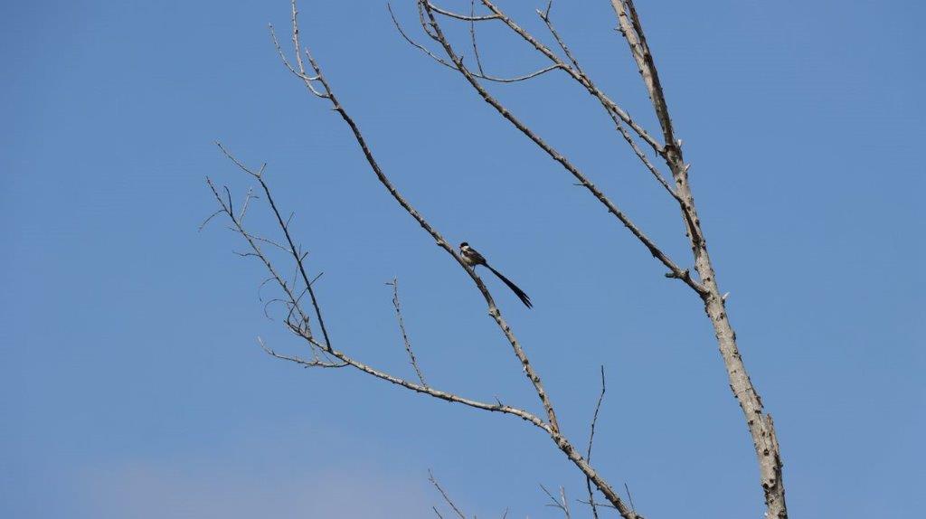 A bird sitting on a branch

Description automatically generated