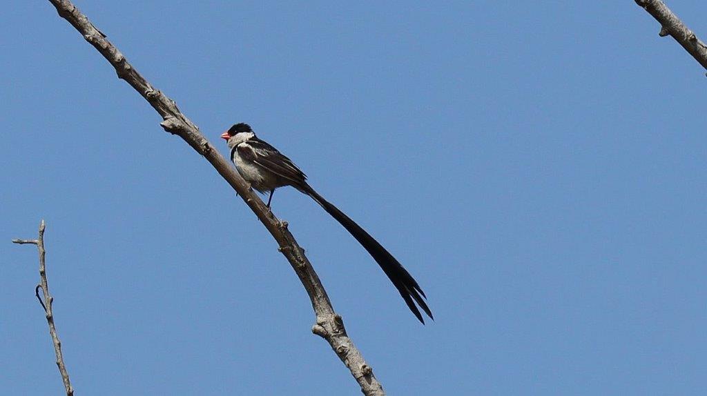 A bird on a branch

Description automatically generated