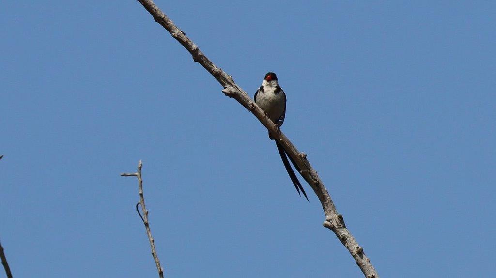 A bird sitting on a branch

Description automatically generated