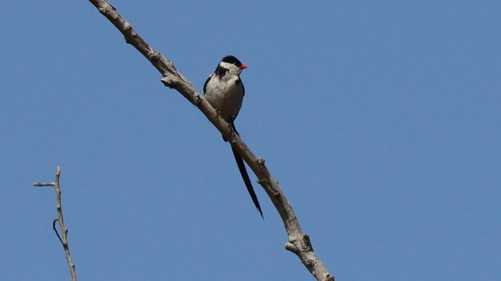 A bird sitting on a branch

Description automatically generated