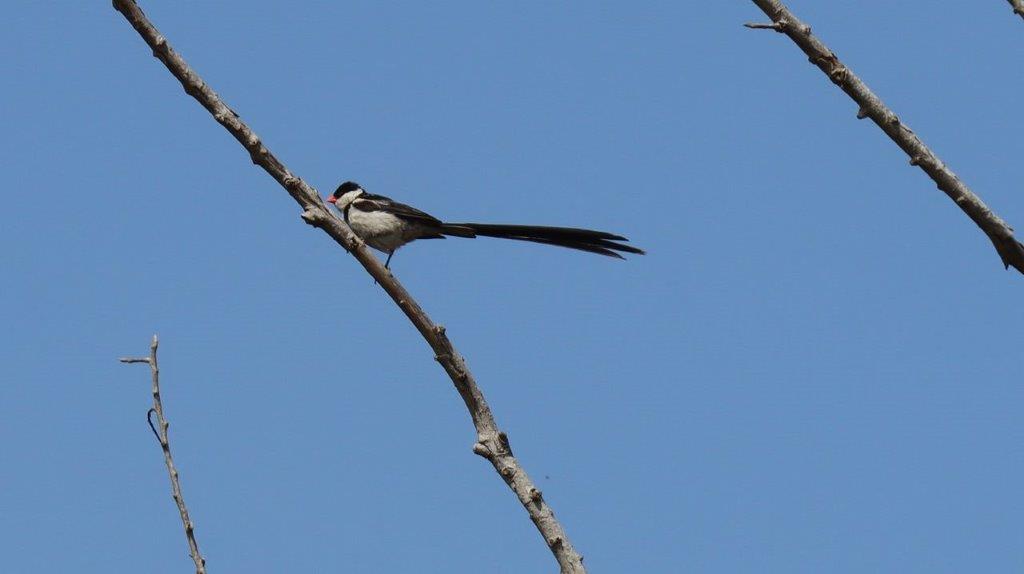 A bird on a branch

Description automatically generated