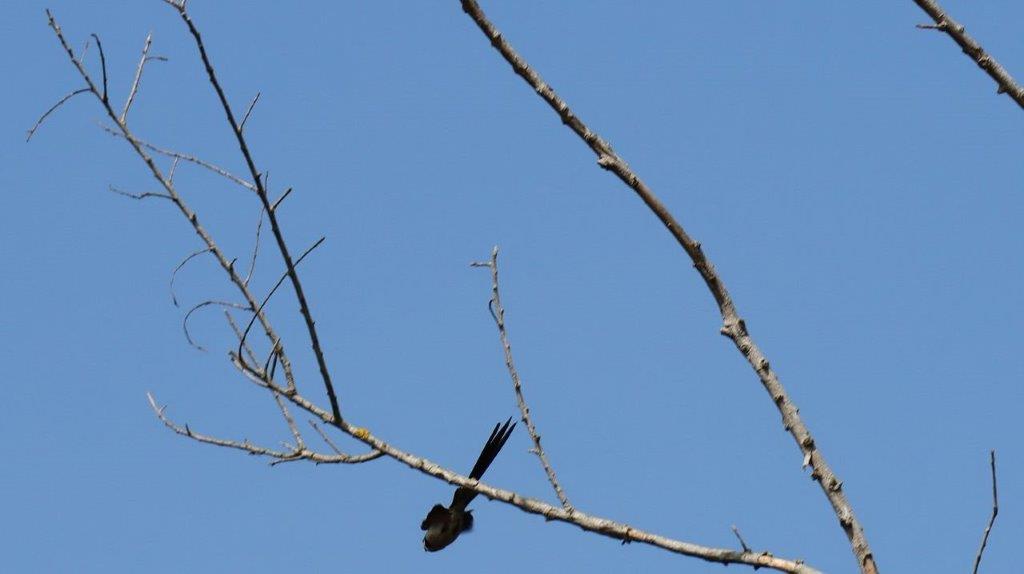 A bird on a branch

Description automatically generated