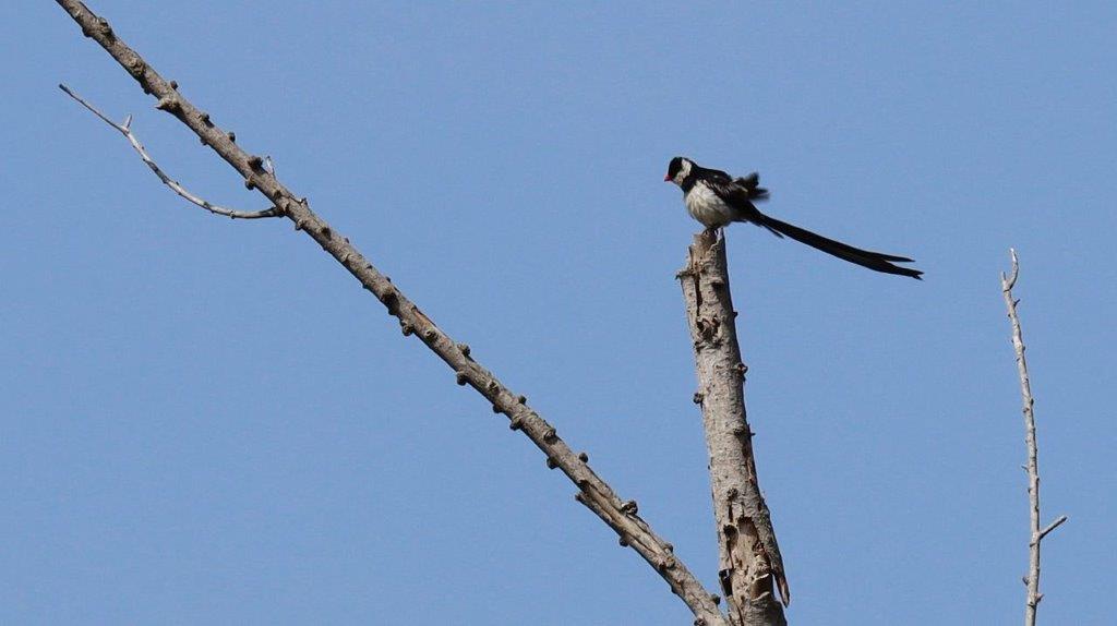 A bird perched on a tree branch

Description automatically generated