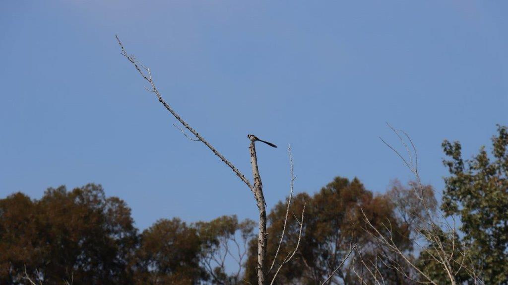 A bird perched on a tree branch

Description automatically generated