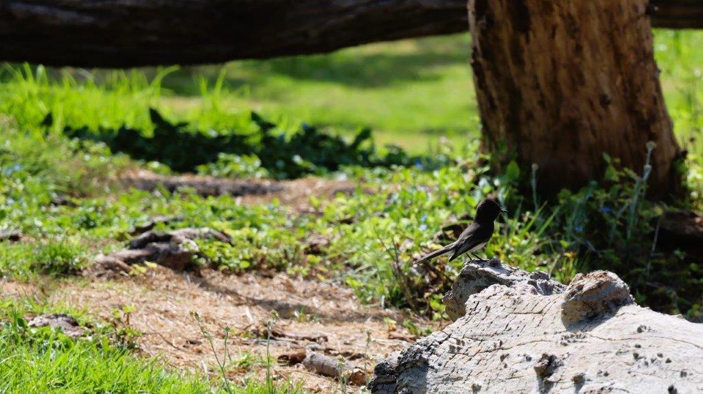 A bird sitting on a log

Description automatically generated