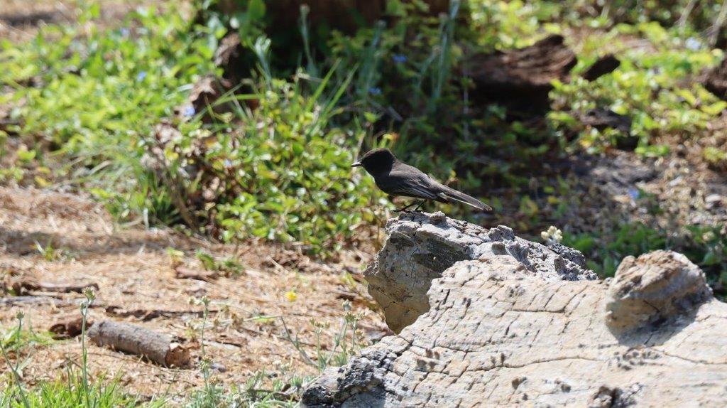 A bird on a rock

Description automatically generated