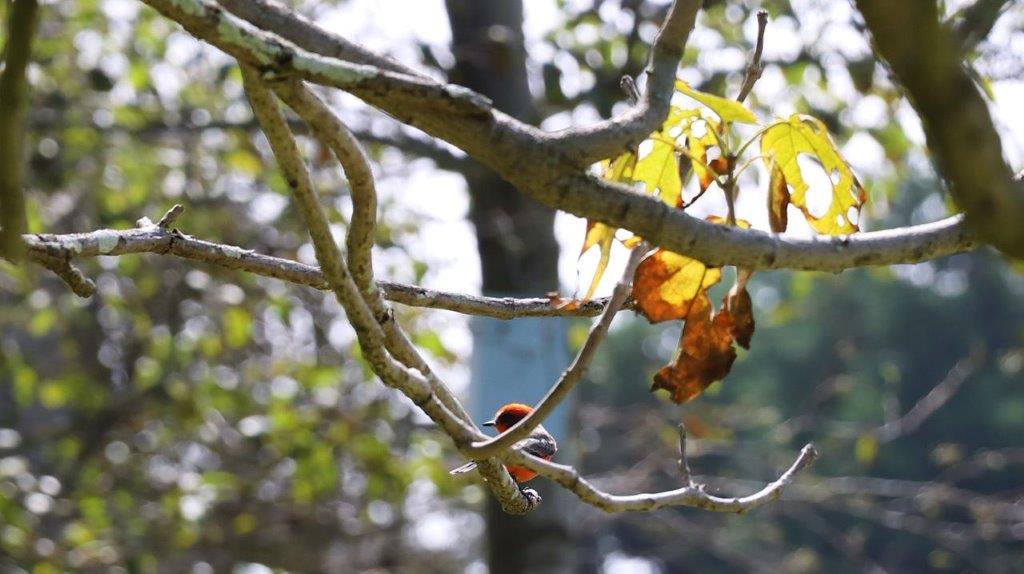 A bird on a tree branch

Description automatically generated