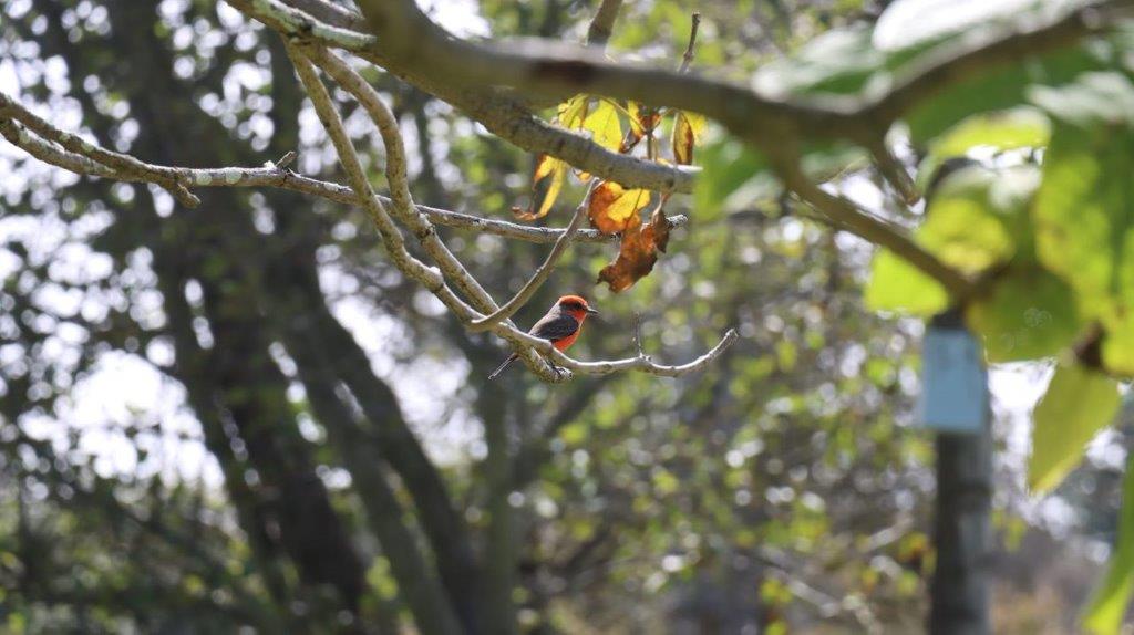 A bird on a branch

Description automatically generated