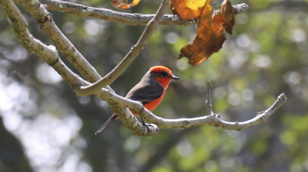 A bird sitting on a branch

Description automatically generated