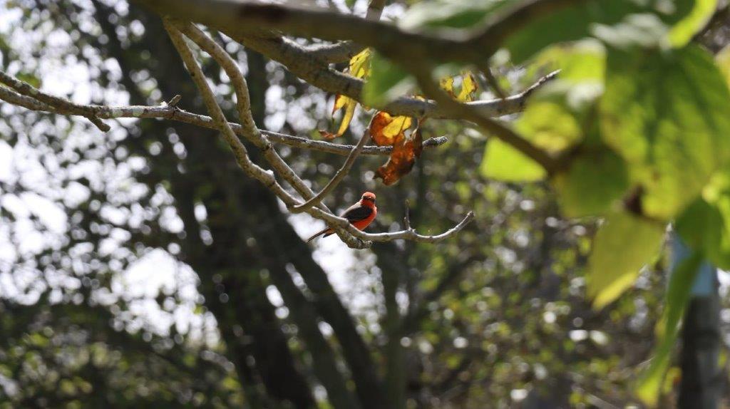 A bird sitting on a branch

Description automatically generated