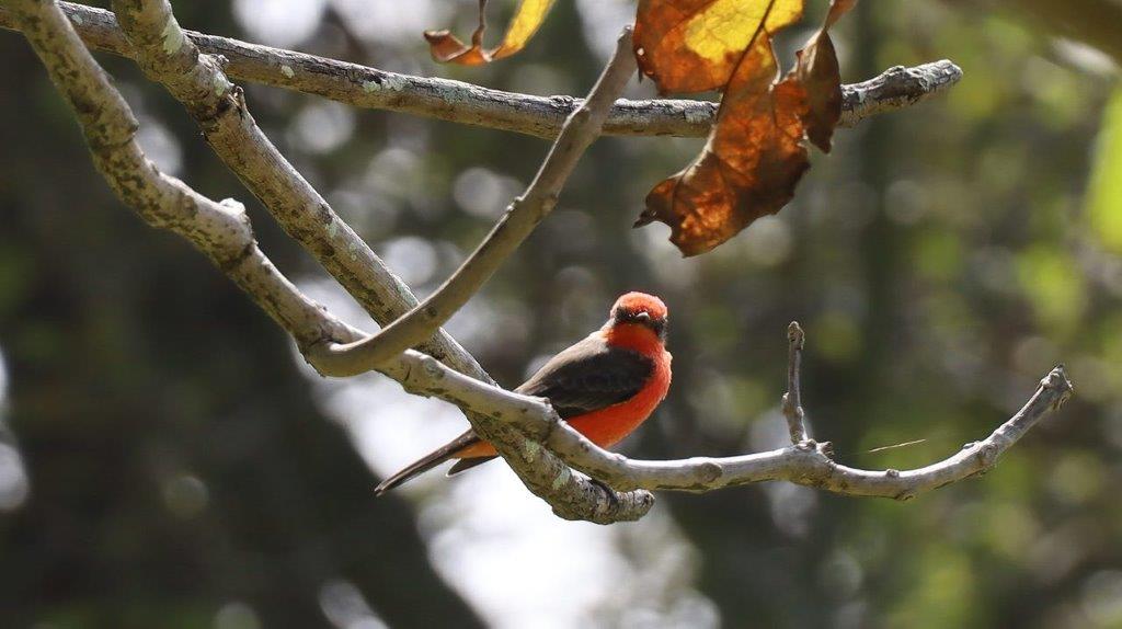 A bird sitting on a branch

Description automatically generated