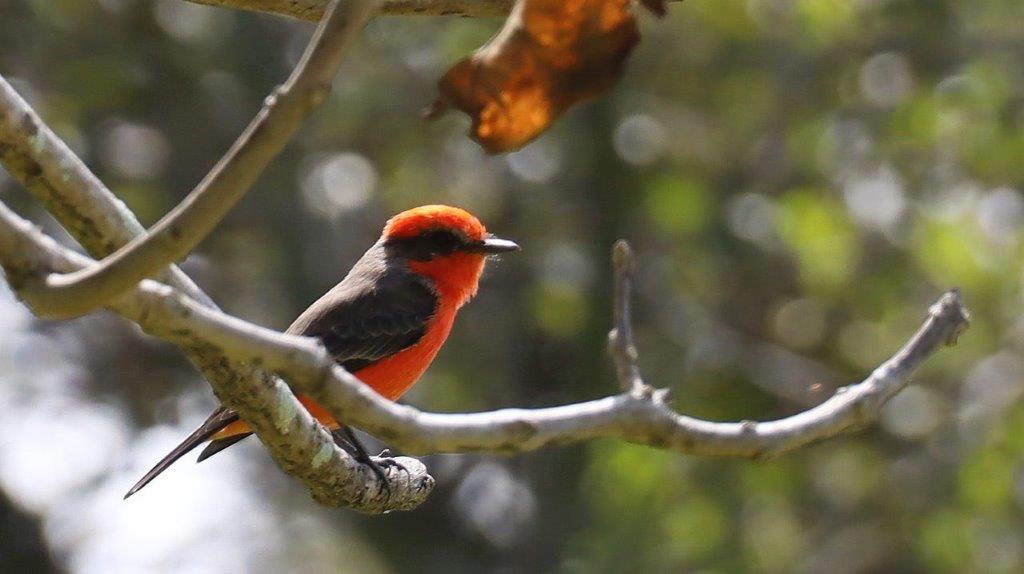 A bird sitting on a branch

Description automatically generated