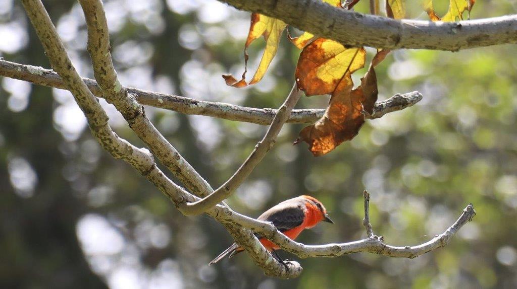 A bird on a branch

Description automatically generated