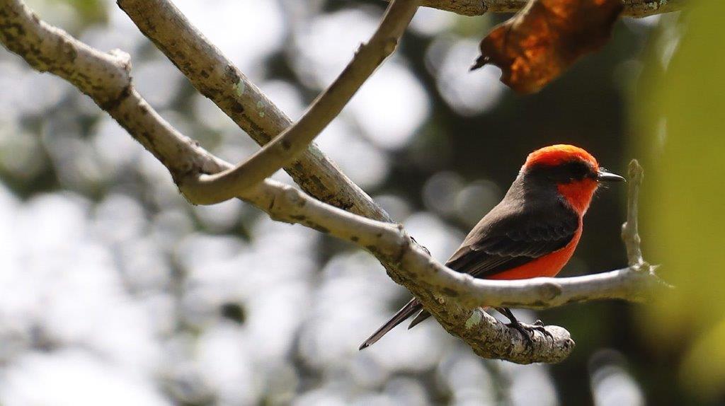 A bird sitting on a branch

Description automatically generated