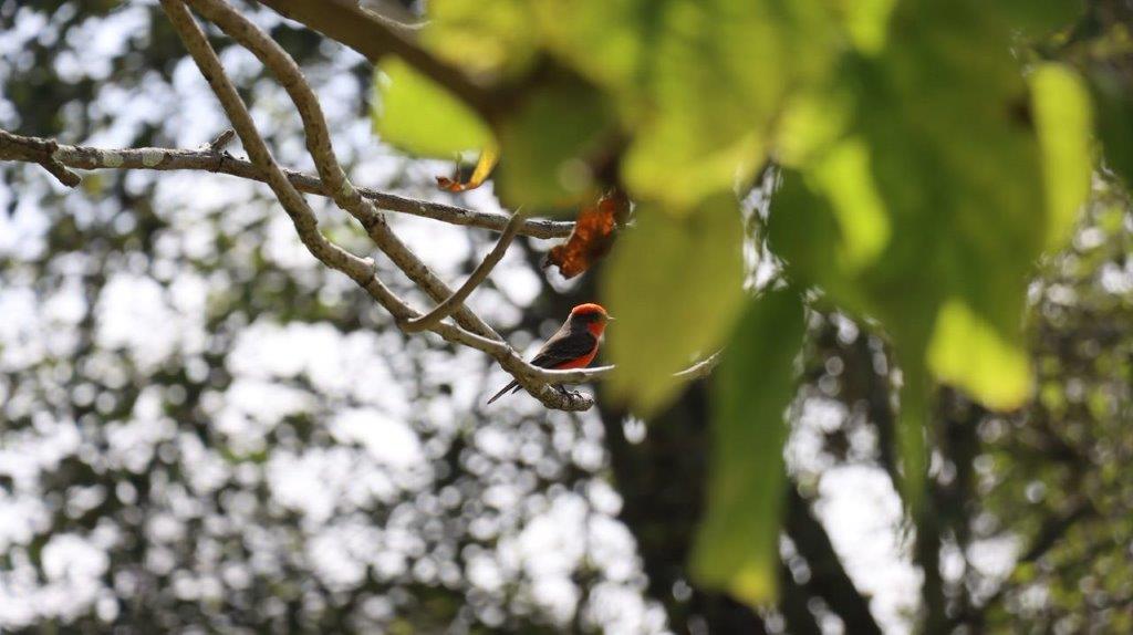 A bird sitting on a branch

Description automatically generated