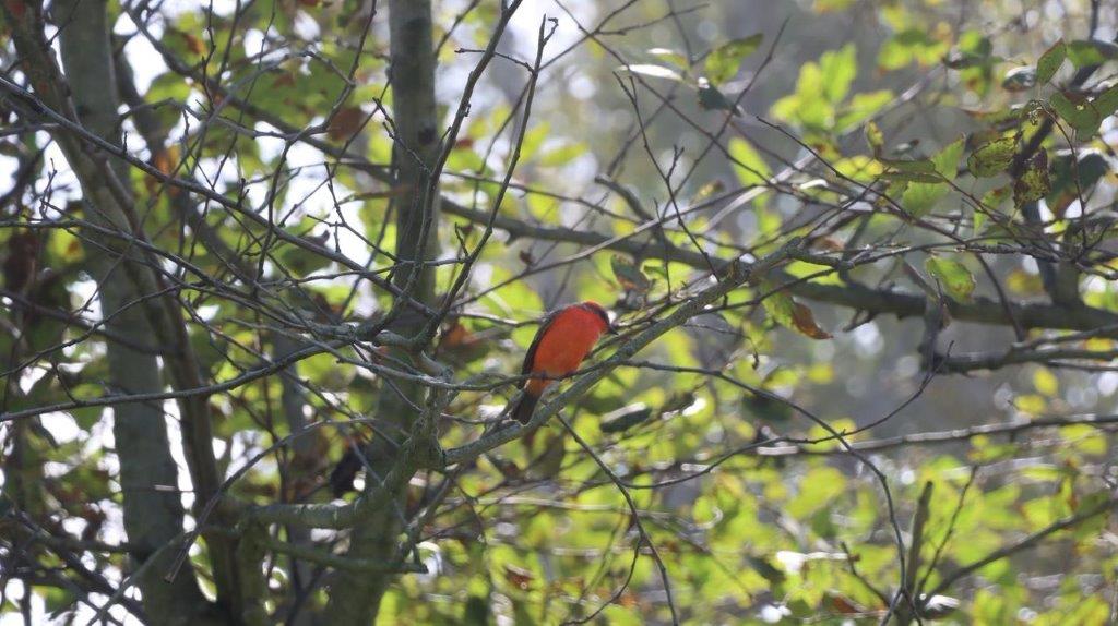 A bird on a tree branch

Description automatically generated