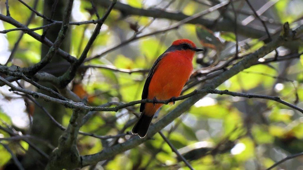 A bird sitting on a branch

Description automatically generated