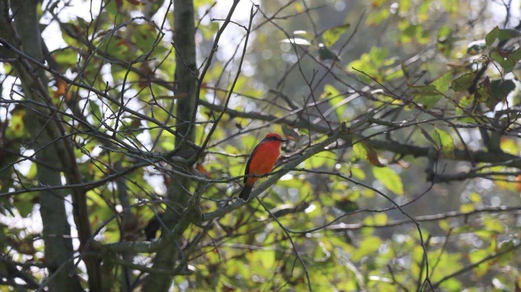 A bird sitting on a tree branch

Description automatically generated