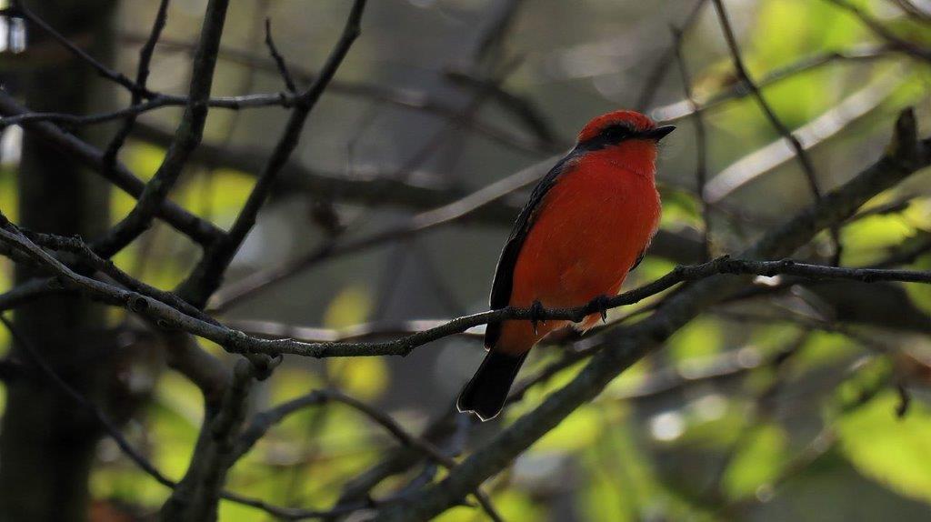 A red bird sitting on a branch

Description automatically generated